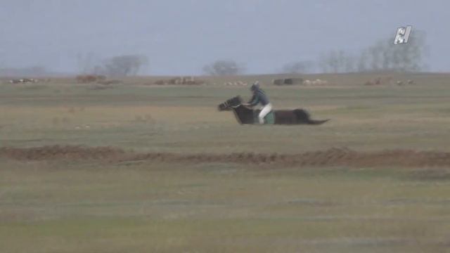 Скачка беспородных лошадей. аал Райков 2017 смотреть онлайн