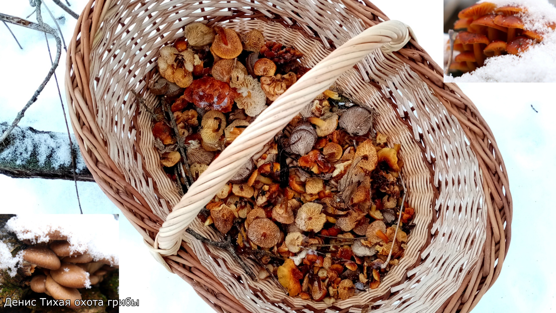 Зимние опята и вешенка из-под снега 19 января 2022 смотреть онлайн