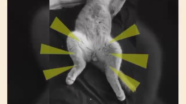 Клип про моего кота по имени Тоша. смотреть онлайн