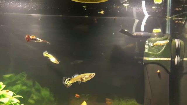 3 линии гуппи смотреть онлайн