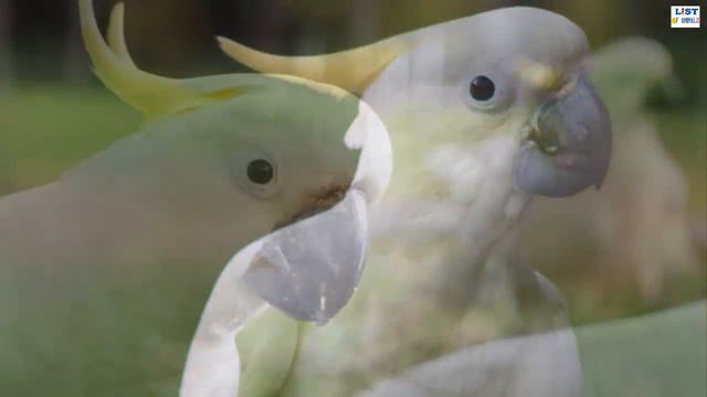 Top 5 Friendly Bird Species That Are Adoreable Pets смотреть онлайн