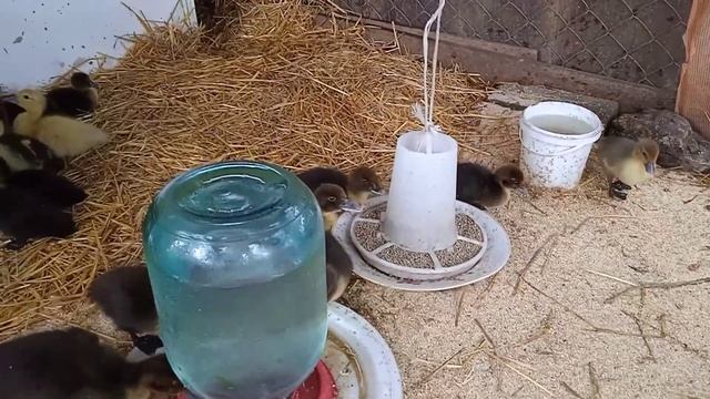 Содержание утят в вольере. смотреть онлайн