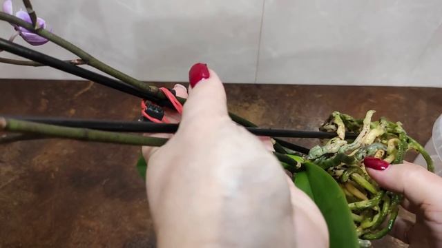 01.01.2021.пересадка новой ОРХИДЕИ Монтерей бабочка.. смотреть онлайн