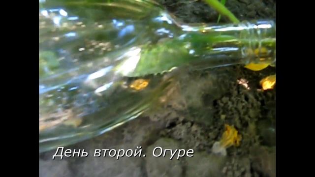 Как засунуть огурец в бутылку смотреть онлайн