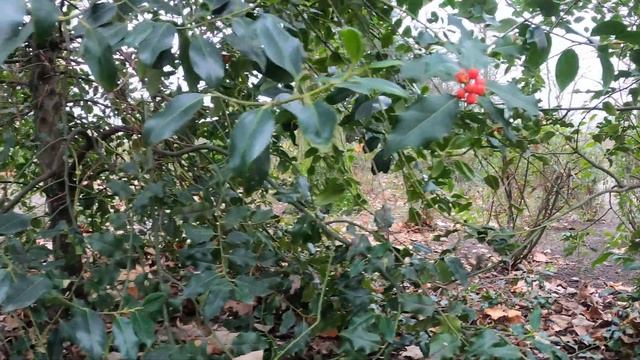 Walking Tour In Brussels Park | Brussels Belgium Europe | 4K