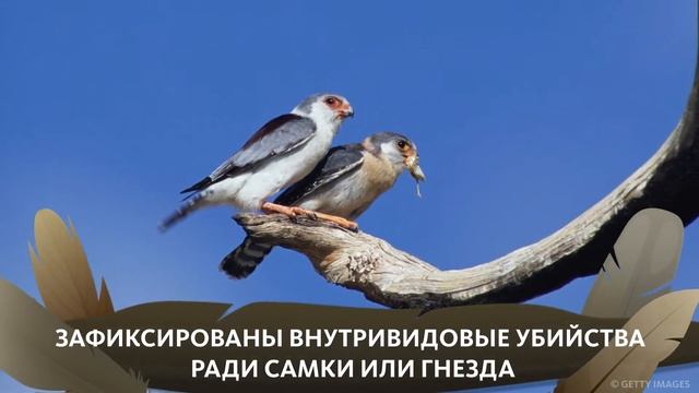 ИНТЕРЕСНАЯ ПТАШКА: АФРИКАНСКИЙ КАРЛИКОВЫЙ СОКОЛ смотреть онлайн