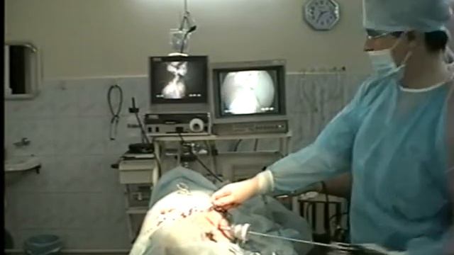 Овариоэктомия у собаки, часть 5. www.endovet.su смотреть онлайн