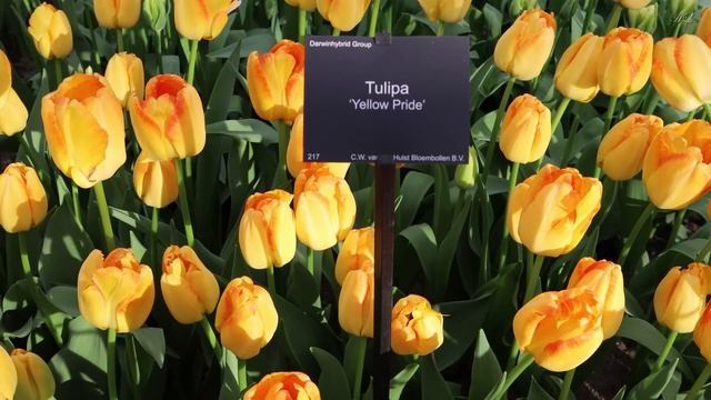 Keukenhof Garden 2023 - Spring Color - 4k