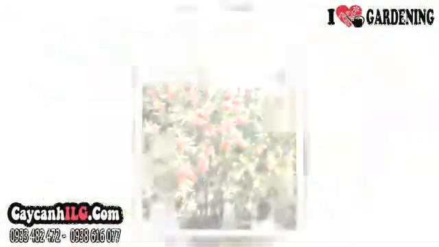 Cây Liễu Rũ смотреть онлайн