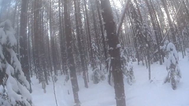 Разведка новых мест под капканы на куницу.Потаск куницей зайца. смотреть онлайн