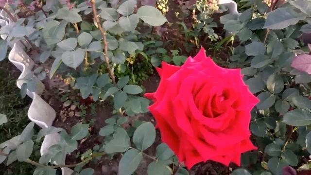 Цветение роз в цветниках 03.06.2018