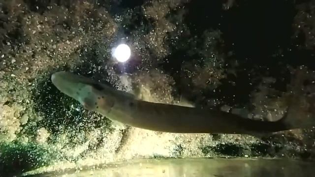 Речная Щука в аквариуме. смотреть онлайн