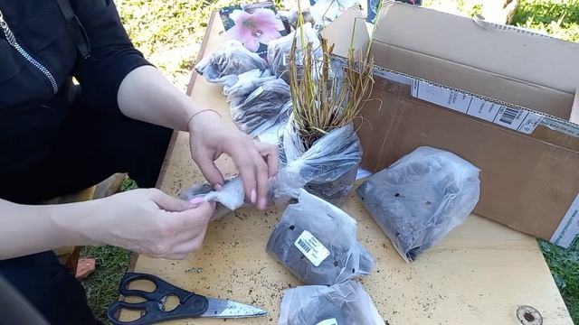 ✂️Распаковка посылки с пионами и лилиями из интернет-магазина"Садовый Мир" #пионы #лилии #садовыйми смотреть онлайн