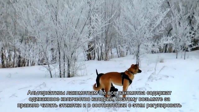 Сколько лакомств можно давать своему пушистому другу? смотреть онлайн