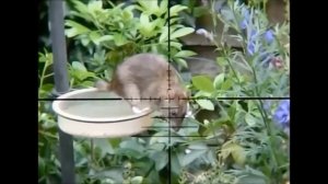 PCP пневматика Cricket 5.5 мм уничтожает крыс и мышей