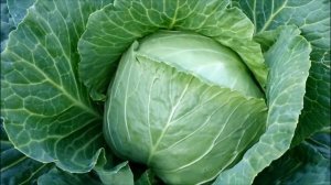 НАШАТЫРНЫЙ СПИРТ ОТ СЛИЗНЕЙ НА КАПУСТЕ