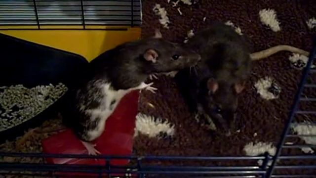 Pet rat Perl has had enough!! смотреть онлайн