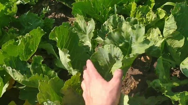 Белокрылка на капусте, один из методов борьбы действующий, своими руками. смотреть онлайн