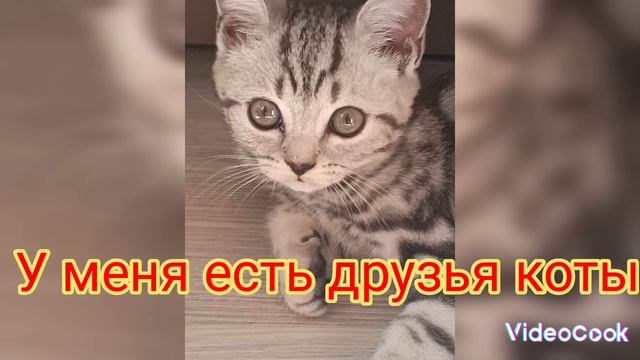 мультик про кота