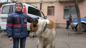 Не БОЙТЕСЬ АЛАБАЯ Акбара. Do not be afraid to Central Asian Shepherd. Одесса.