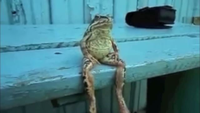 A Frog Sitting on the Dock of the Bay Like a Human смотреть онлайн