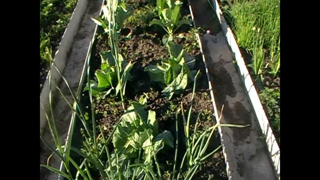 Борьба с вредителями сада! смотреть онлайн