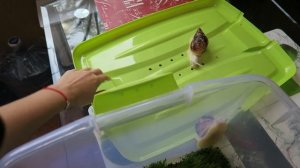 Уборка контейнера улиток Ахатины ｜｜ Мои улитки Гриша и СтепанУборка контейнера улиток Ахатины || Мои