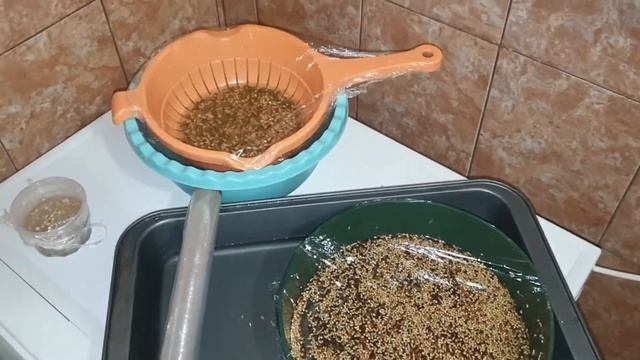 как приготовить пророст для амадин/ Finches