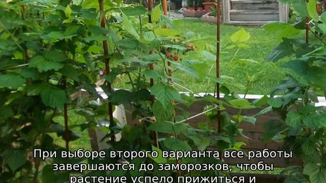 Малина Рубиновое ожерелье смотреть онлайн