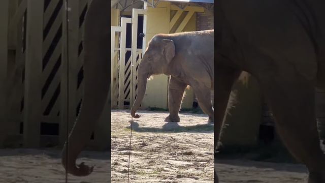 🌟 Юма, Синта и Ситара вас приветствуют и приглашают в зоопарк! #ростовскийзоопарк #животные #zoo смотреть онлайн