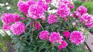 Пионы Сара Бернар,Альберт Крусс. Как мы прощались с пионами перед большим ненастьем. 20 июня 2022 г