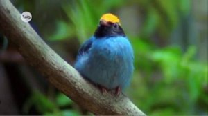 Половой отбор