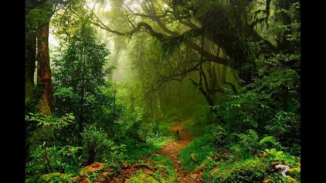 Звуки тропического леса 6 часов смотреть онлайн