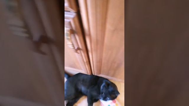 Не только люди хотят жить в сытости и любви смотреть онлайн