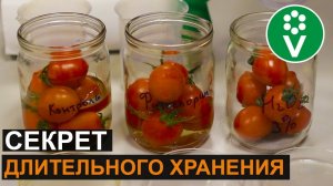 Как сохранить урожай свежих помидоров и огурцов до Нового года?