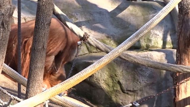 The Big Male (Orangutan)