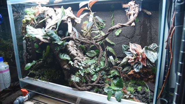 6030ケージでパルダリウムを作る。【植栽・生体導入編】