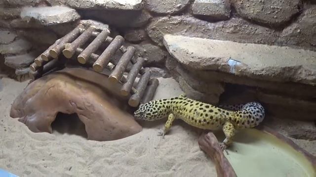 Домашние питомцы. Ящерицы геккон эублефары, улитка ахатина и чихуа хуа