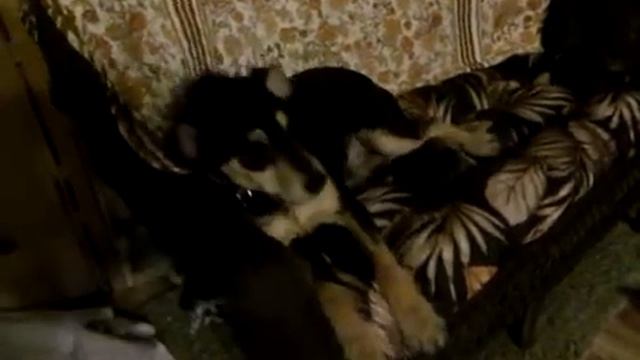 Dog day evening. смотреть онлайн