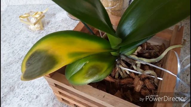 O que aconteceu com a folha da minha Orquídea Phalaenopsis??? смотреть онлайн