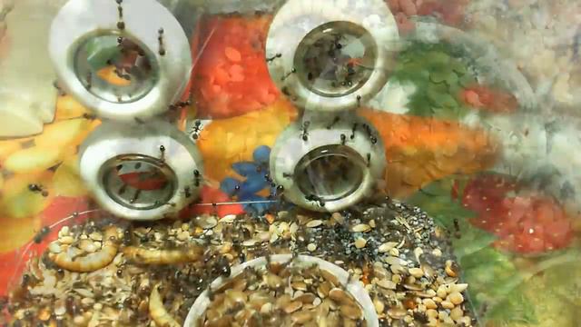 Кормление Messor structor мучными червями смотреть онлайн