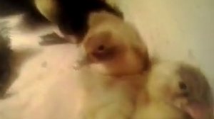 Недогрев при инкубации , вся правда из личного опыта .