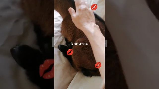 Трое в беседке, не считая курицы. Панчик, Капитан и Карл. Курица-Карлуша. Питомник Козы-Гномы смотреть онлайн