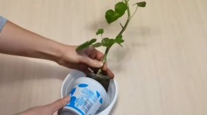 Пересадка герани после покупки