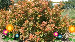 Пузыреплодник калинолистный Эмбер Джубиле. Краткий обзор physocarpus opulifolius Amber Jubilee