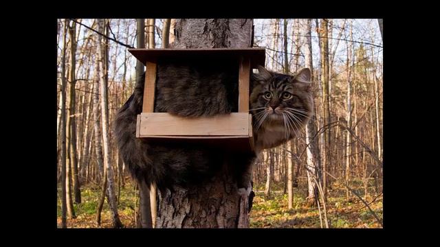 найди кота смотреть онлайн