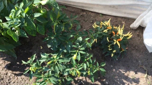 Цветной острый перец огонек. Канал Сад и огород смотреть онлайн