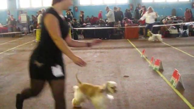 24.11.13. Minsk.CACIB. Сравнение сук юниоров на ЛСЮ и ЛЮП смотреть онлайн
