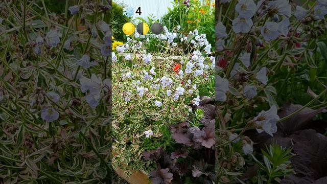 Синюха Старвей ту хаван смотреть онлайн