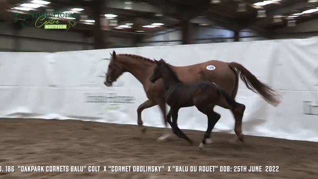 Lot No 186 SJ Colt By Cornet Obolensky X Balou Du Roeut смотреть онлайн